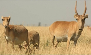 antelope saiga