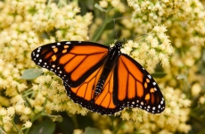 Fluturele monarh migrator