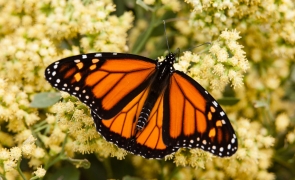 Fluturele monarh migrator