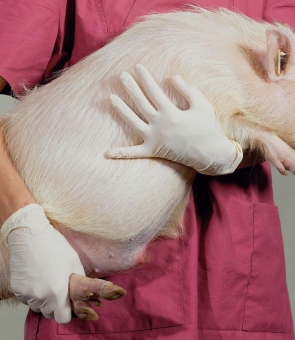transplant de organe de la porc la om