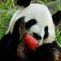 panda urias bing xing