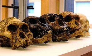 hominizi preistorie homo sapiens
