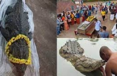funeralii crocodil