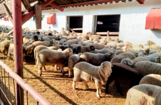 fermier animale furaje oi