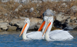 pelican cret