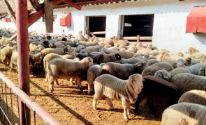 fermier animale furaje oi