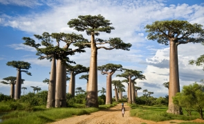 baobabi