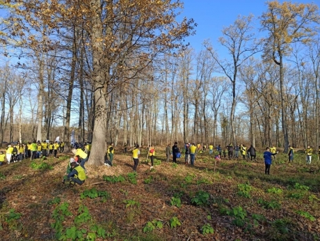 Doi bărbaţi, răniţi de un copac în pădure - Una dintre victime, inconştientă, preluată de elicopterul SMURD