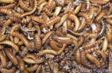 larva gândacului de bălegar Alphitobius diaperinus