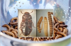 insecte hrana