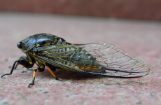 insecte cicade