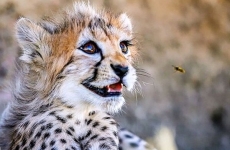 ghepard iran