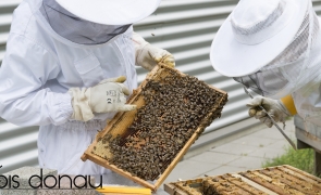 apicultura matca