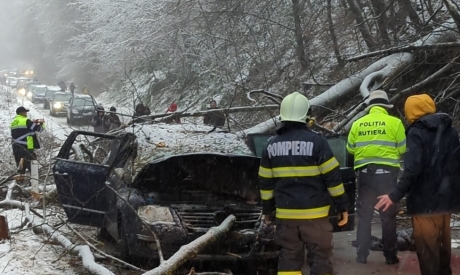 FOTO | Circula liniștit în Reșița când un copac i-a căzut pe mașină. Un adolescent a murit