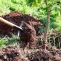 plantare arbusti