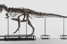 schelet tyrannosaurus rex