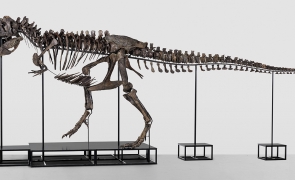 schelet tyrannosaurus rex