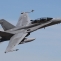 hornet