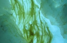 alge de gheata