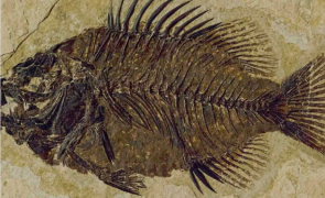 pesti fosilizati