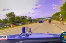 autostradă SUA cowboy cu lasou vacă