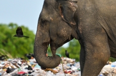 elefanti deseuri Sri Lanka