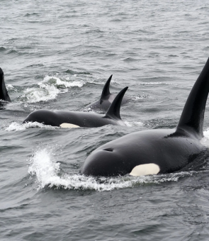 orci balene ucigase