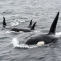 orci balene ucigase