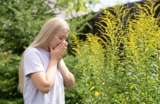 alergie ambrozie sanador