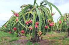 fructul dragonului - pitaya