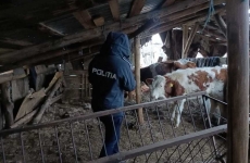 politia animalelor vaci