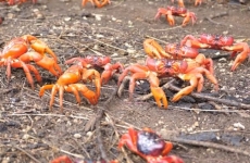 crabi 