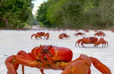 crabi