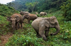 elefant Bangladesh