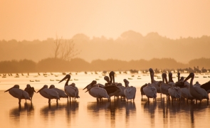 pelicani albi mlastina mahmudia delta dunarii
