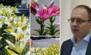 primarul din botosani a pus flori pentru amanta in oras