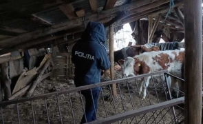 politia animalelor vaci