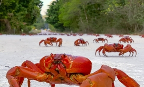 crabi