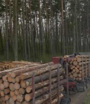 lemne padure camioane