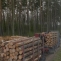 lemne padure camioane