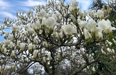 magnolia un 