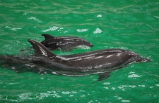 delfin pui