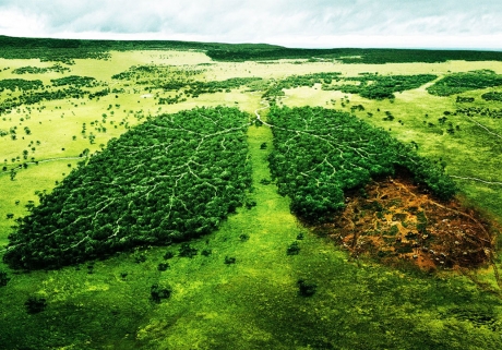 Protecția mediului sau agricultura? UE, aflată în dilema legii anti-defrișare