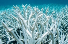 corali albire