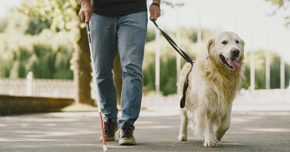 Un test genetic ar putea preveni orbirea ereditară