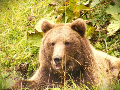 Un urs a fost văzut pe o stradă din Baia Mare