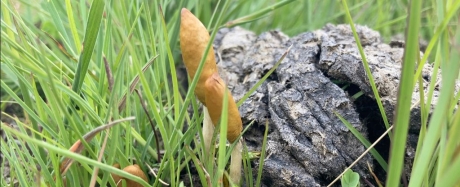 Noi specii de 'ciuperci magice' descoperite: Cresc pe bălegarul de vacă