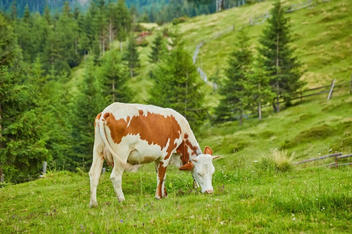 Efectivele de bovine în România, în ușoară creștere la jumătatea anului 2024