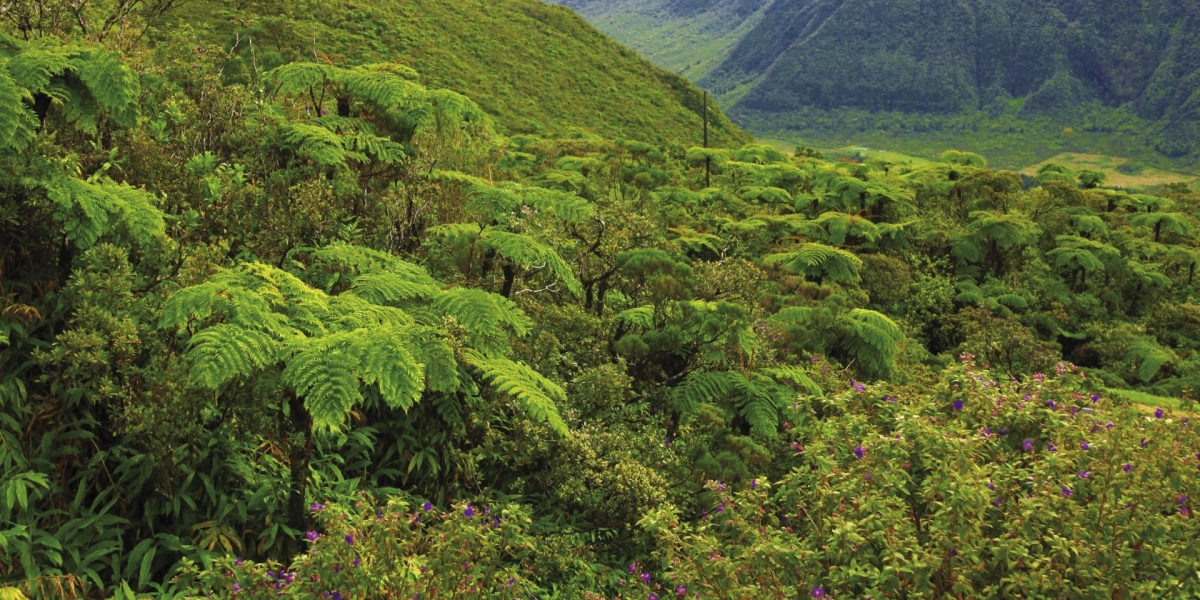 GPS device helps plant researchers map rare spontaneous flora