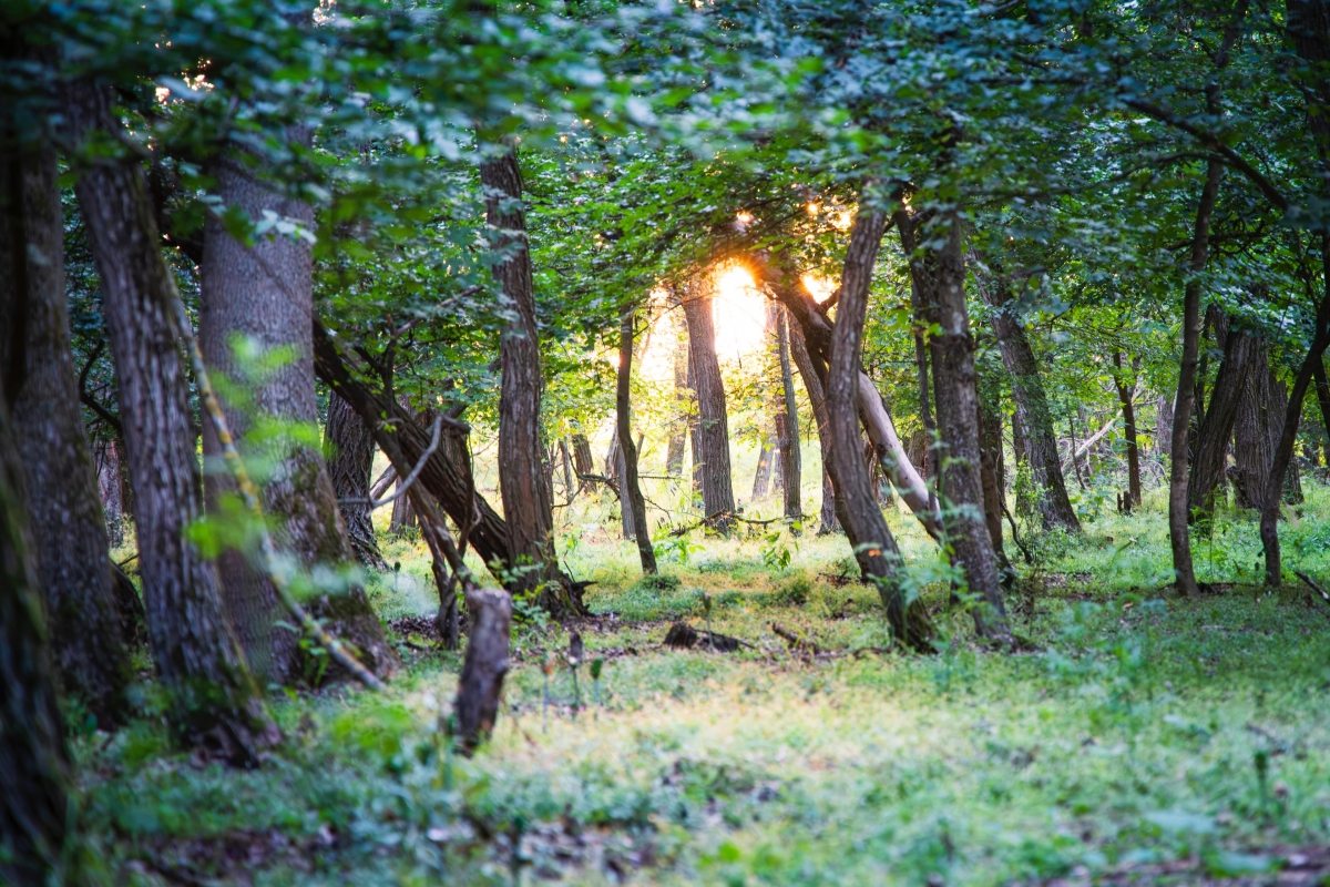 Centura Verde București-Ilfov: primele plantări făcute în Bragadiru ...